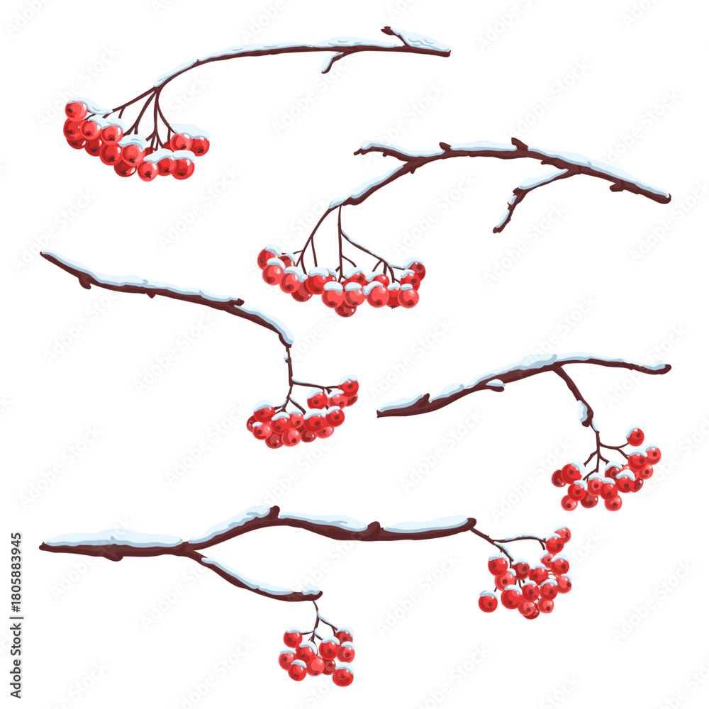 Fototapeta premium vector drawing rowan branches with red berries and snow in winter, design elements isolated at white background, hand drawn illustration