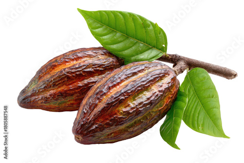 Ripe cacao pods with glossy leaves on a branch