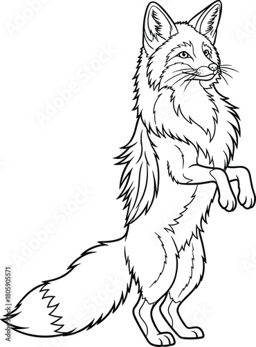 Cute fox standing on hind legs illustration, black and white animal outline vector drawing for coloring page and wildlife design.