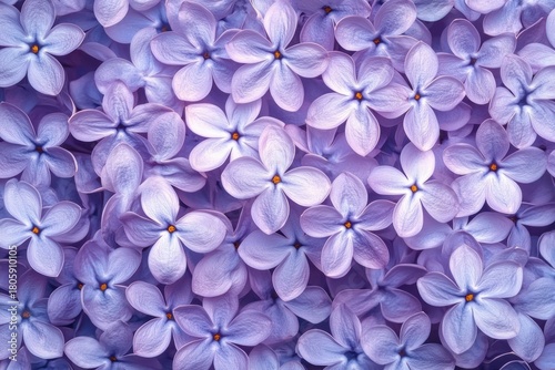 close-up of abundant pale lilac five-petaled blossoms with soft pastel petals and tiny yellow centers conveying a delicate, serene and romantic floral texture