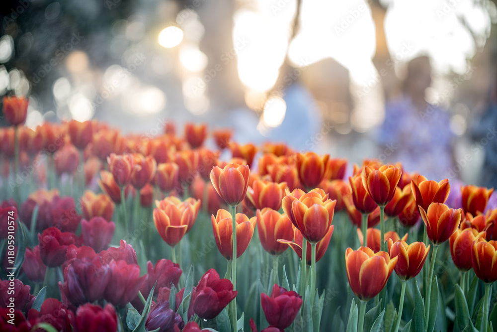 Φωτογραφία Beautiful Tulips flower sunset at Chiangrai Asean flower festival Chiangrai, Tha