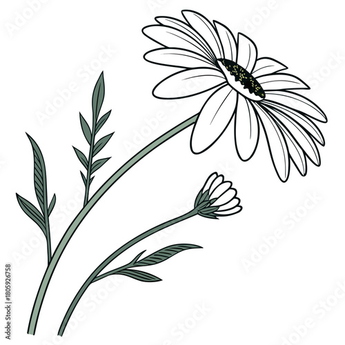 A charming daisy illustration, isolated on, showcasing its delicate petals and intricate details, creating a visually appealing and serene image