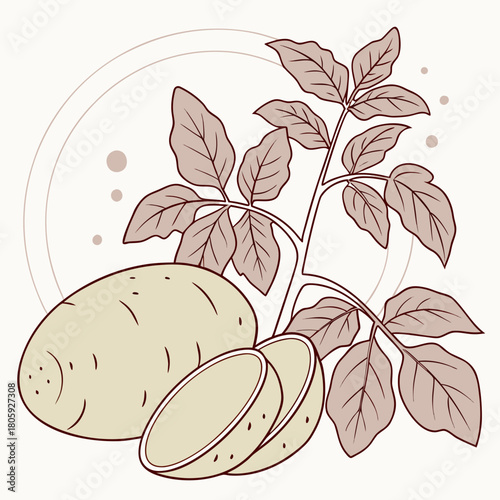 Illustration of a potato with leaves, showcasing its natural growth and freshness isolated on perfect for culinary or agricultural themes