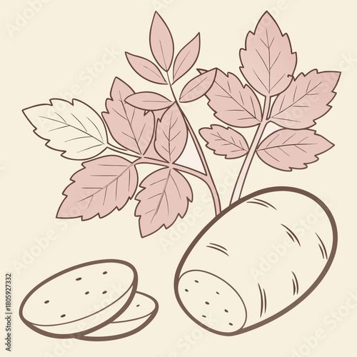 Illustration of a potato with leaves, showcasing its natural growth and freshness isolated on perfect for culinary or agricultural themes