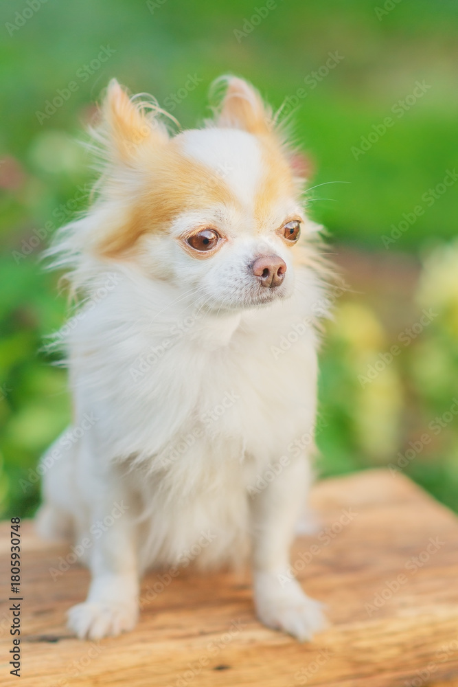 Fototapeta premium Chihuahua dog on a bench outdoors.
