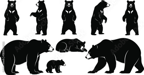 Detailed vector illustration of bears in various poses, including standing, walking, resting, and cub interaction, showcasing wildlife behavior, forest animals, and natural species design elements
