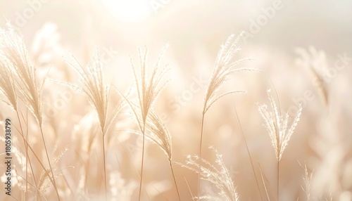Dreamy Field of Pampas Grass in Soft Light.