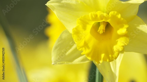 Yellow Daffodil flowers blooming flourishing on natural background, 4k