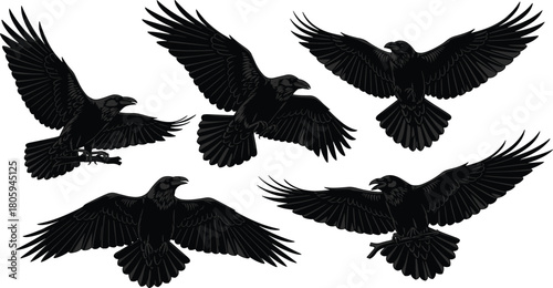 Flying black raven vector set, spooky Halloween crow illustration, gothic bird silhouette, open wings, wild animal sketch, isolated nature design elements, mysterious flight