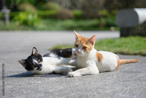 Photography Two cats were lying on the ground playing.
