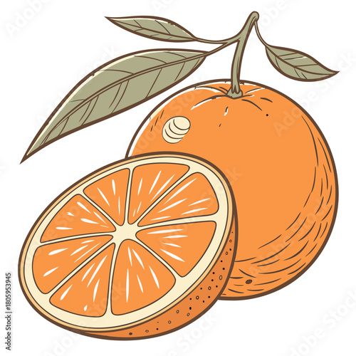Vibrant hand-drawn illustration of a whole, ripe orange with green stem and leaves, positioned next to a perfectly cut cross-section revealing its juicy segments. this fresh, natural citrus graphic.
