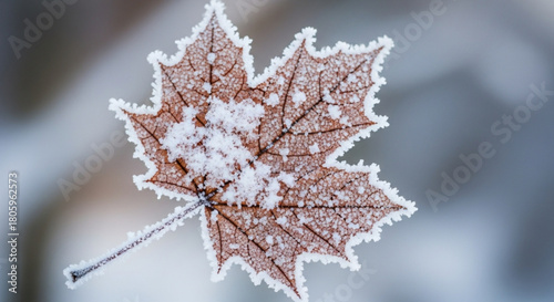 A single maple leaf, covered in delicate frost, rests against a soft, blurred background, capturing the beauty of winters touch on nature