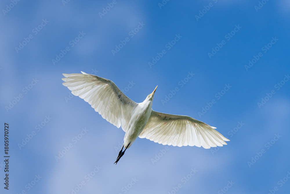 Fototapeta premium An Eastern Cattle Egret soaring gracefully in flight in the sky, wings spread wide, captures the elegance of this white wading bird in motion.