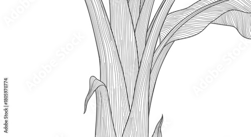 Detailed Line Art of a Banana Plant Stem and Leaves.