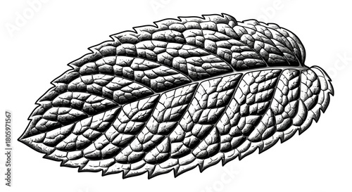 Detailed Illustration of a Single Mint Leaf.