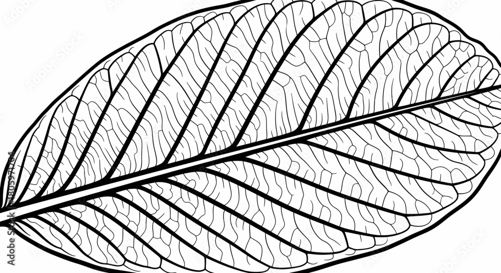 Obraz premium Detailed Black and White Line Art Illustration of a Single Leaf with Intricate Vein Patterns.