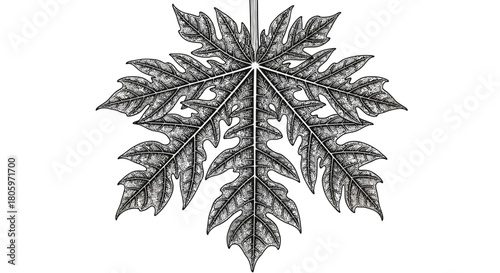 Detailed Black and White Papaya Leaf Illustration.