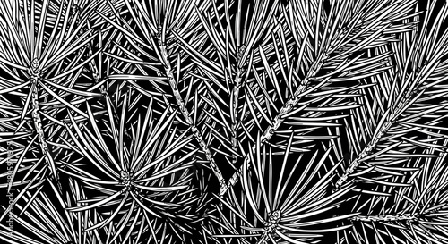 Monochrome close up view of dense pine tree needles background.