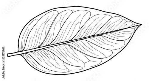 Detailed Line Art of a Tropical Leaf.