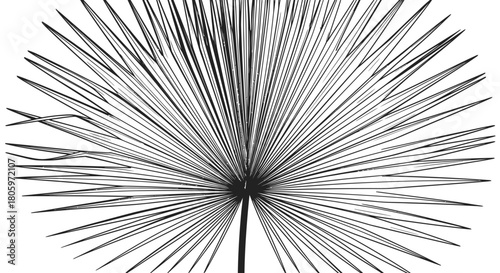 Abstract black and white linear structure of a dried fan palm leaf.