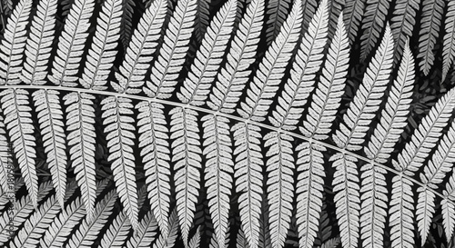 Close up of a fern frond in black and white.