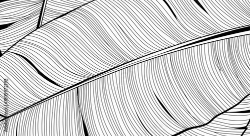 Detailed monochrome illustration of tropical banana leaves.