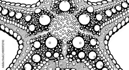 Detailed Starfish Illustration - Marine Life Close-Up.