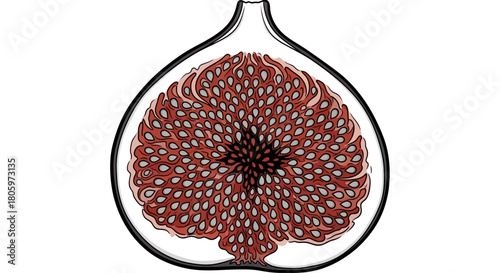 Cross section of a ripe fig fruit, showing the seeds and structure.