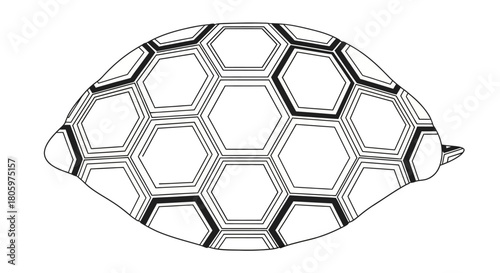 Turtle shell illustration with hexagonal pattern and detailed structure.