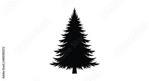 Silhouette of a tall evergreen conifer tree with a classic conical shape isolated on white background