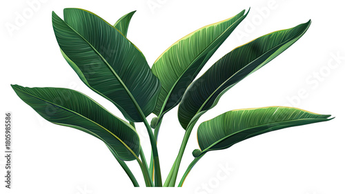 Bird of paradise green leaf plant with large tropical foliage and vibrant natural texture clearly displayed isolated on white background