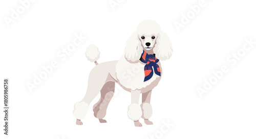 A majestic white standard poodle, elegantly groomed with a stylish blue and orange scarf, stands proudly against a white background.