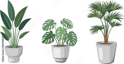 Elegant indoor plant illustration set featuring snake plant, monstera and palm in modern ceramic pots for home decor and botanical design
