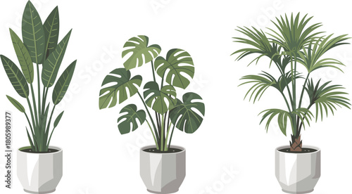 Modern indoor potted plants illustration featuring snake plant, monstera and palm in ceramic pots, perfect for home decor and botanical design