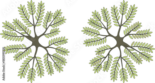 Top view illustration of stylized leafy trees, symmetrical botanical foliage pattern, natural landscape element for maps, architecture, garden planning and outdoor design resources