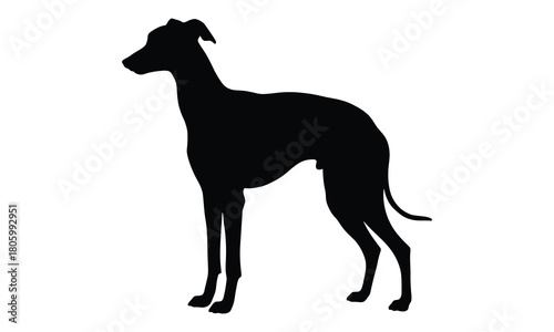 Elegant greyhound dog silhouette standing still silhouette