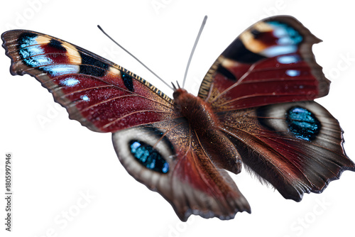 Closeup of a peacock butterfly isolated on transparent background, wings spread