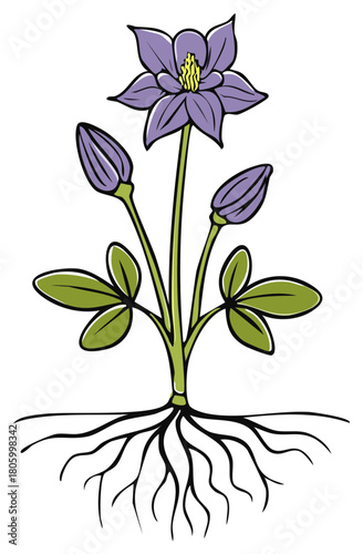 Botanical illustration of a whole purple wildflower with its root system