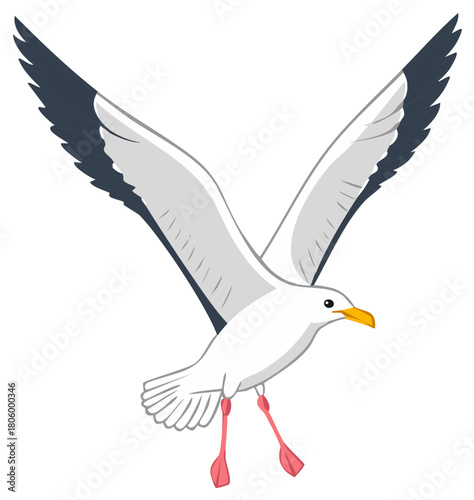 White seagull with dark tipped wings in flight with webbed feet dangling