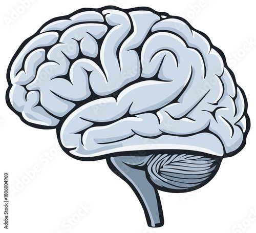 Human Brain Anatomy Medical Illustration Showing Cerebral Cortex and Cerebellum