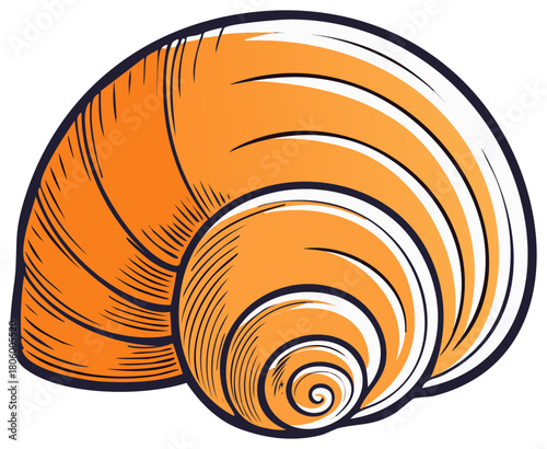 Orange seashell graphic illustration with detailed line art on white