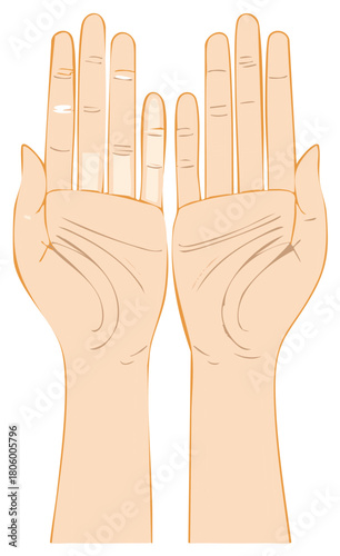 Illustration of open hands and fingers extended showing skin tone and palm lines