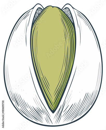 Detailed Illustration of Pistachio Nut with Open Shell Revealing the Green Nut Kernel in Shell Isolated on White