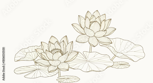 Elegant Water Lilies Illustration Nature's Delicate Beauty in Detailed Botanical Art