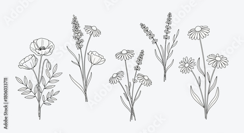 Elegant Black and White Botanical Line Art Floral Illustrations for Design and Decor