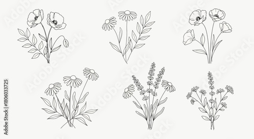 Elegant Line Art Floral Arrangements Delicate Poppy, Daisy & Lavender Bouquets for Design
