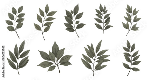 Set of Watercolor Leaves and Branches Illustrations for Elegant Botanical Designs and Decoration