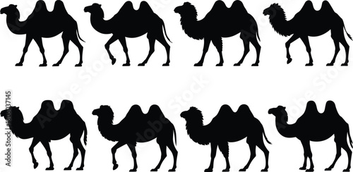 Camel silhouettes, Bactrian camel, desert animal, wildlife vector, black illustration, nature design, two hump camel, walking camel, standing camel, camel anatomy
