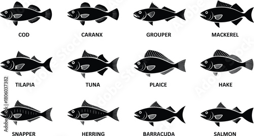 Fish silhouettes, cod, tuna, salmon, barracuda, tilapia, mackerel, grouper, herring, hake, caranx, snapper, plaice, seafood vector, marine illustration, fish chart, black silhouette, ocean species