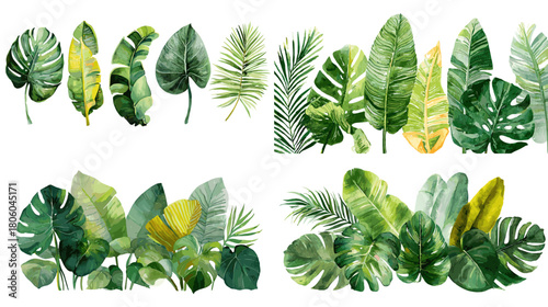 A collection of tropical green leaves illustration featuring monstera, banana leaves, palm fronds, and jungle foliage in a natural botanical watercolor style on white background.
